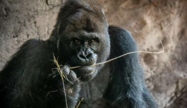 Gino the Gorilla inside of Disney's Animal Kingdom inside of its enclosure, eating on a piece of bamboo.