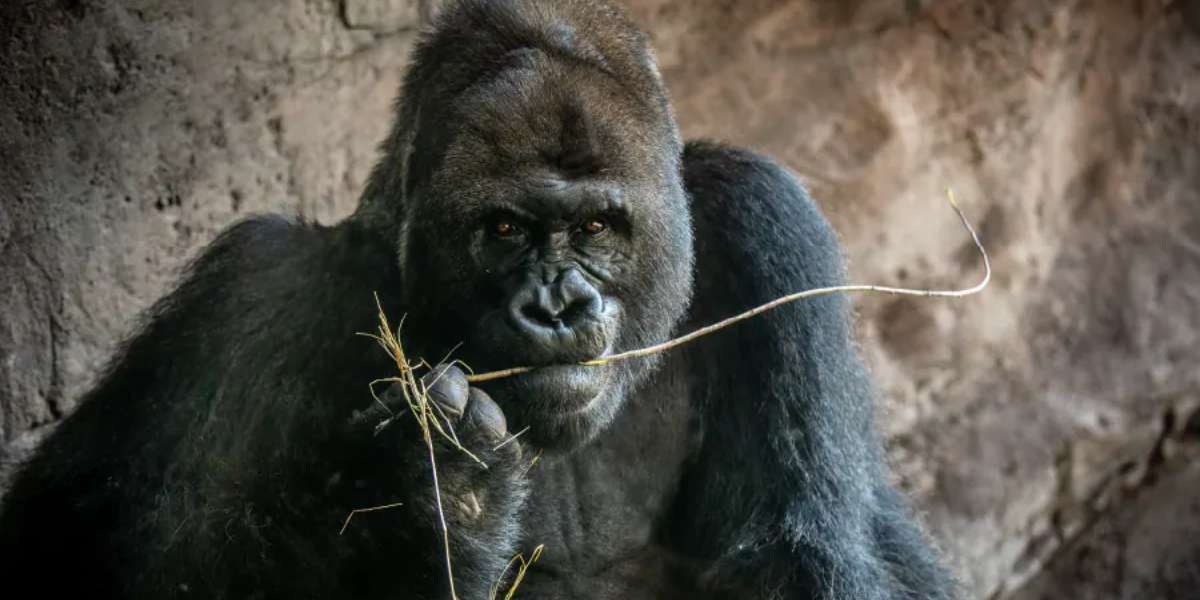 Gino the Gorilla inside of Disney's Animal Kingdom inside of its enclosure, eating on a piece of bamboo.