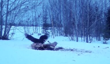 Bobcat and bald eagle fight over a meal in Down East Maine