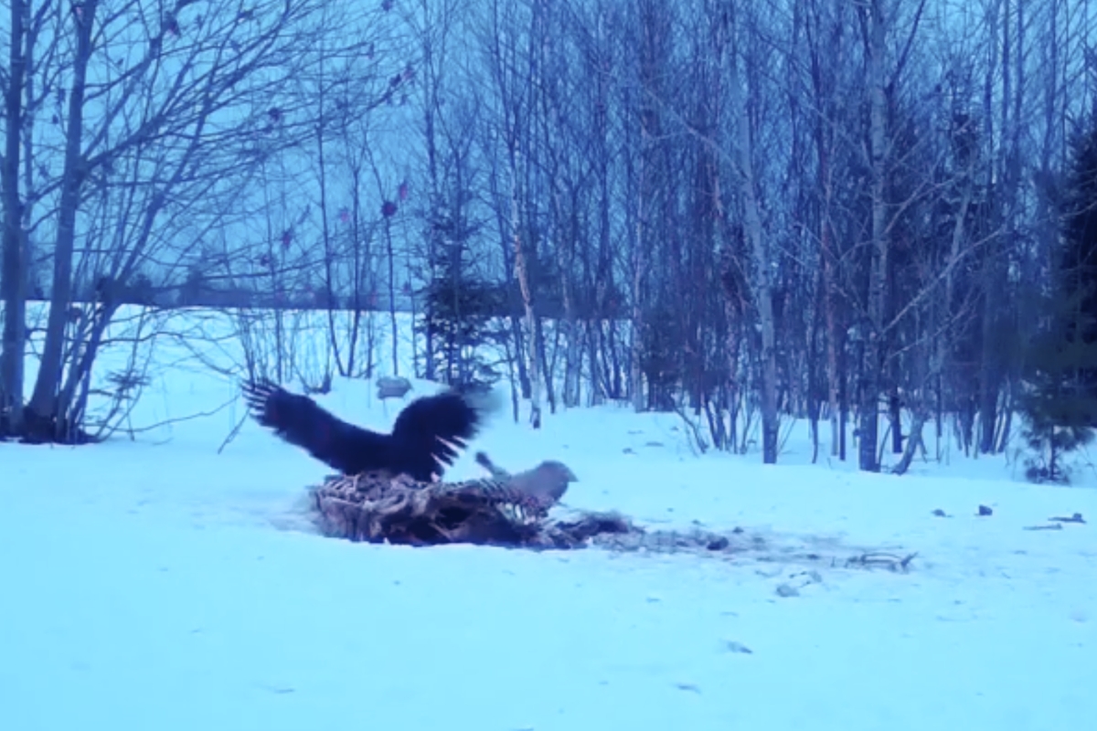 Bobcat and bald eagle fight over a meal in Down East Maine