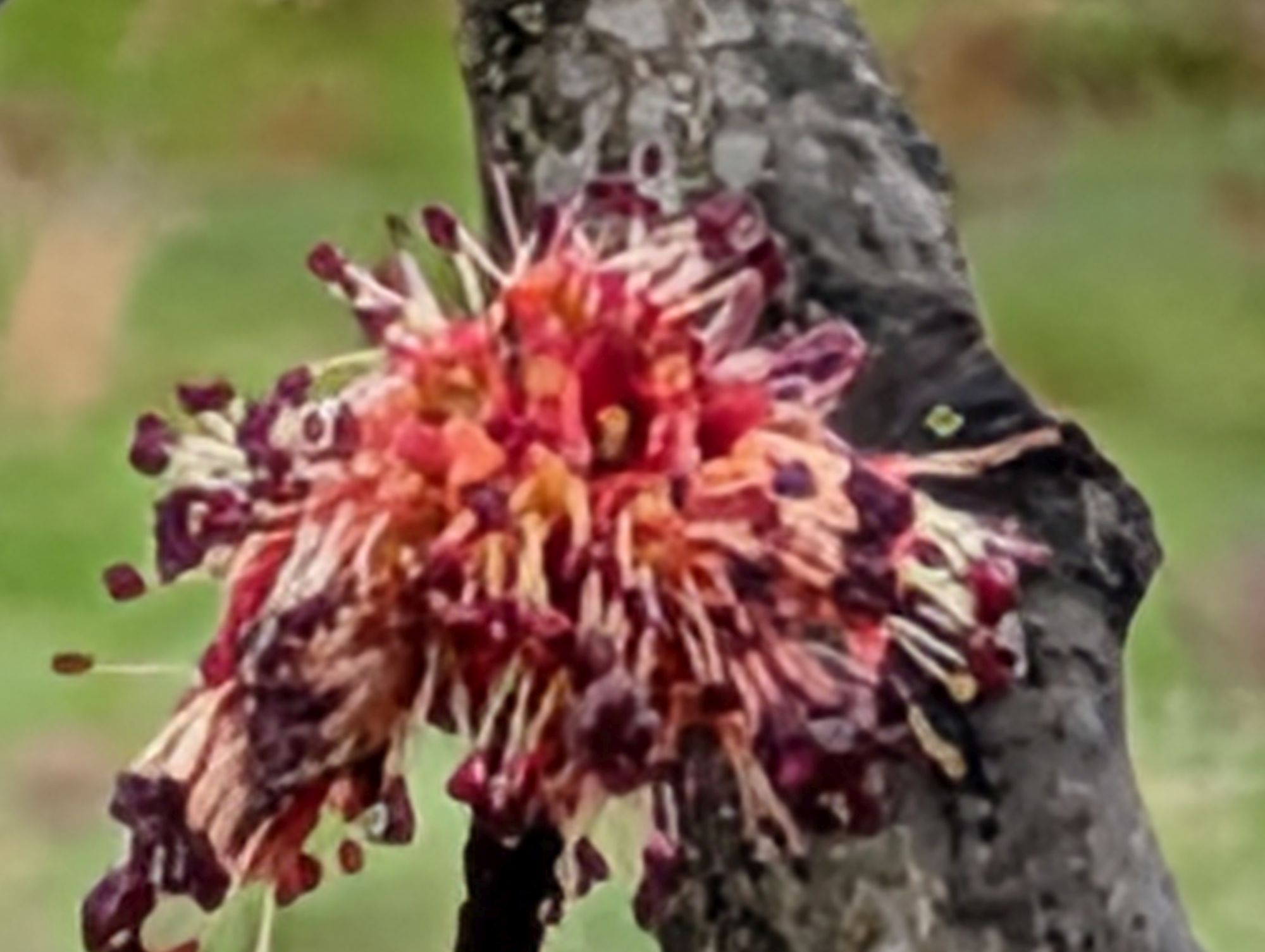 Google Pixel 10 Pro XL 100x  sample.