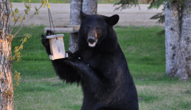 Vermont bears emerging from hibernation, officials warn