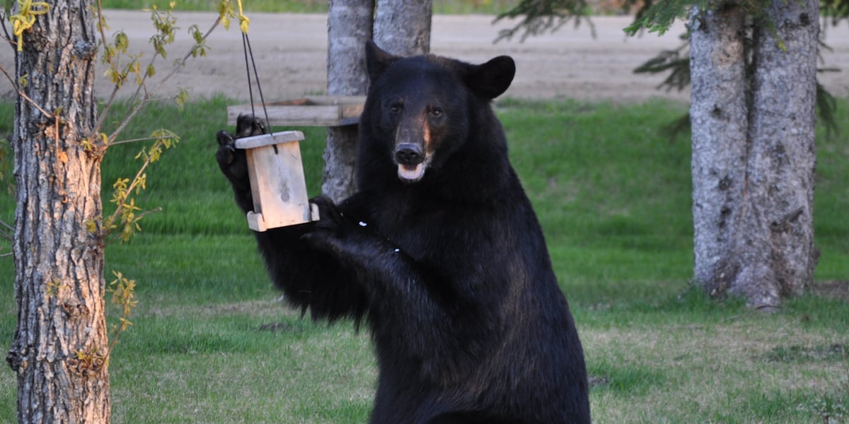 Vermont bears emerging from hibernation, officials warn
