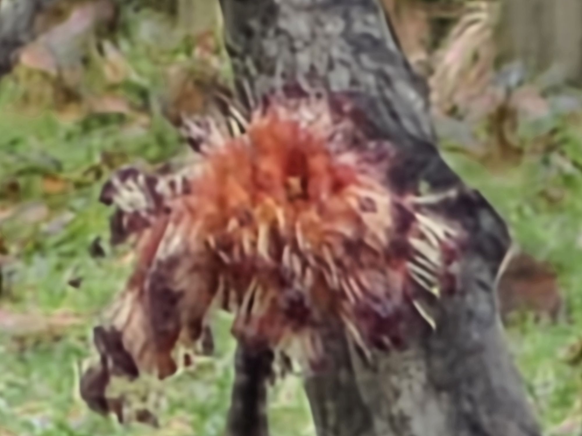 Galaxy S26 Ultra 100x sample.