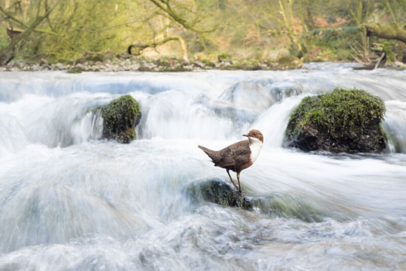 A small bird with a white chest and brown body stands on a mossy rock in the middle of a flowing stream, surrounded by blurred, rushing water and green trees in the background.