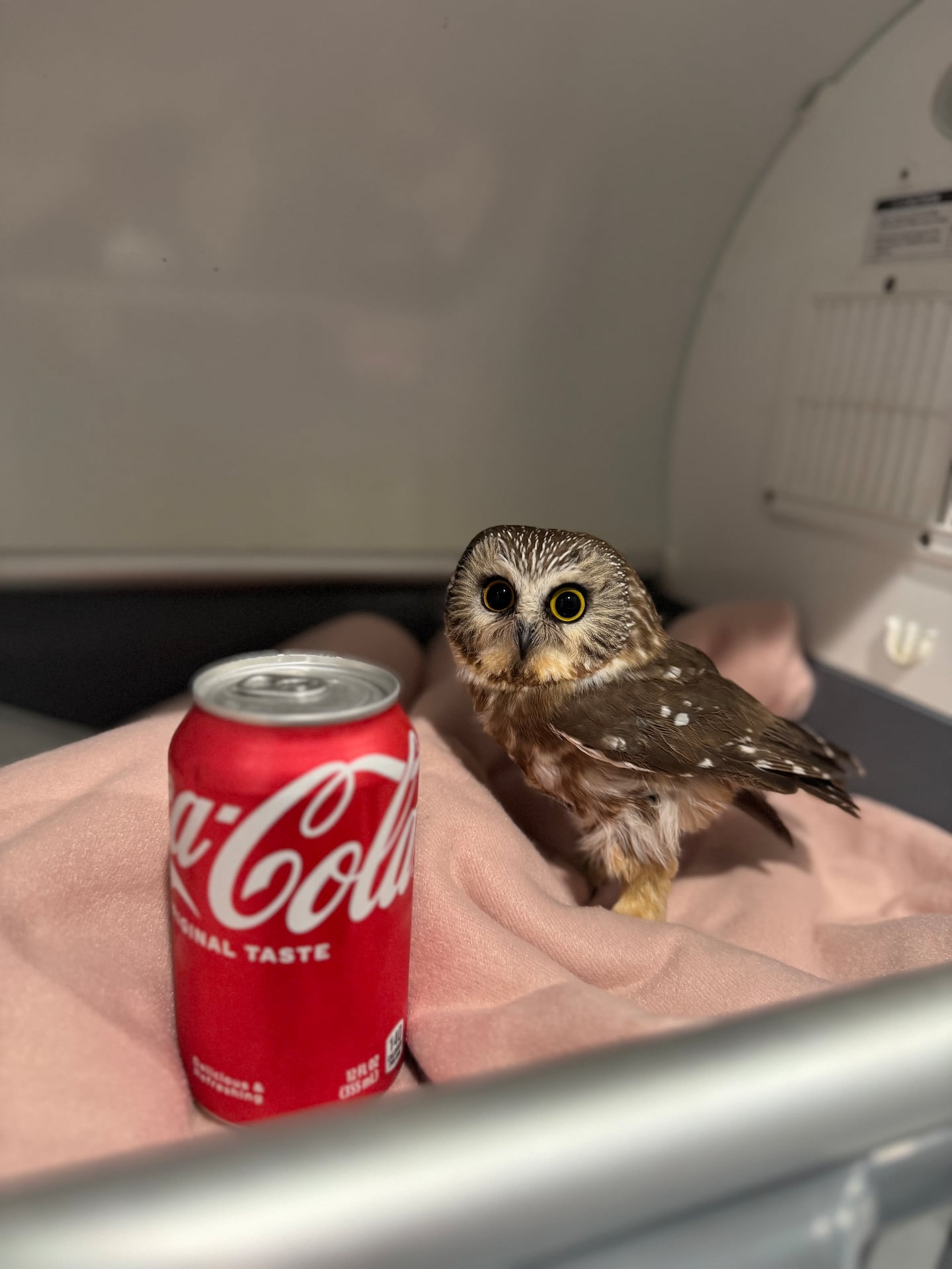 The saw-whet owl is the tiniest species in New England.