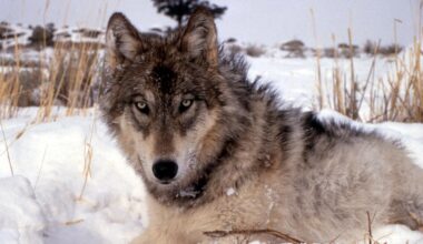 Wolf Could Have Been in Nebraska, Colorado Before Being Killed in Wyoming – KCSR / KBPY