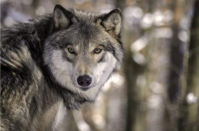 Wolves are considered “predatory wildlife” in Washington state.