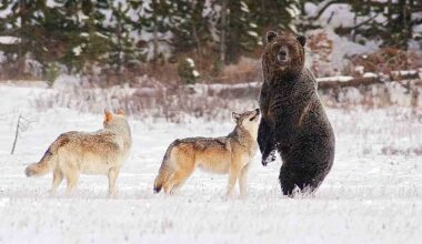Cowboy State Daily logo