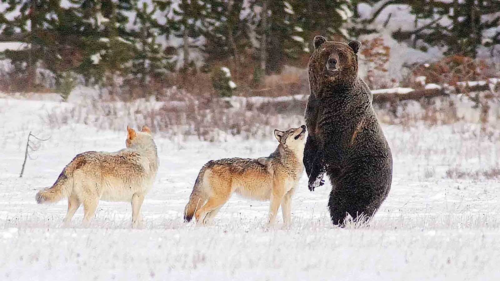 Cowboy State Daily logo