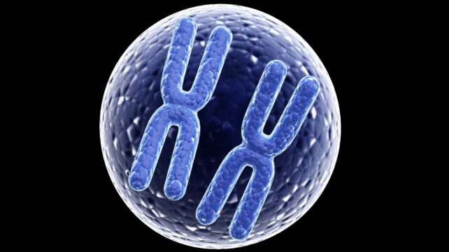 Illustration of 2 blue X chromosomes inside a cell 