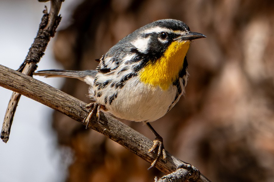 A small bird with a yellow throat, black and white markings, and a white belly perched on a branch.