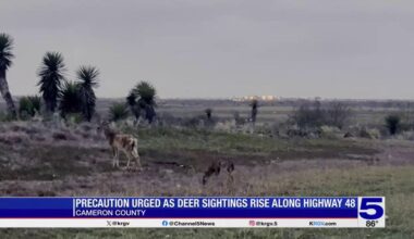 Highway 48 deer sightings prompt safety concerns for Cameron County drivers