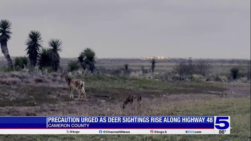 Highway 48 deer sightings prompt safety concerns for Cameron County drivers