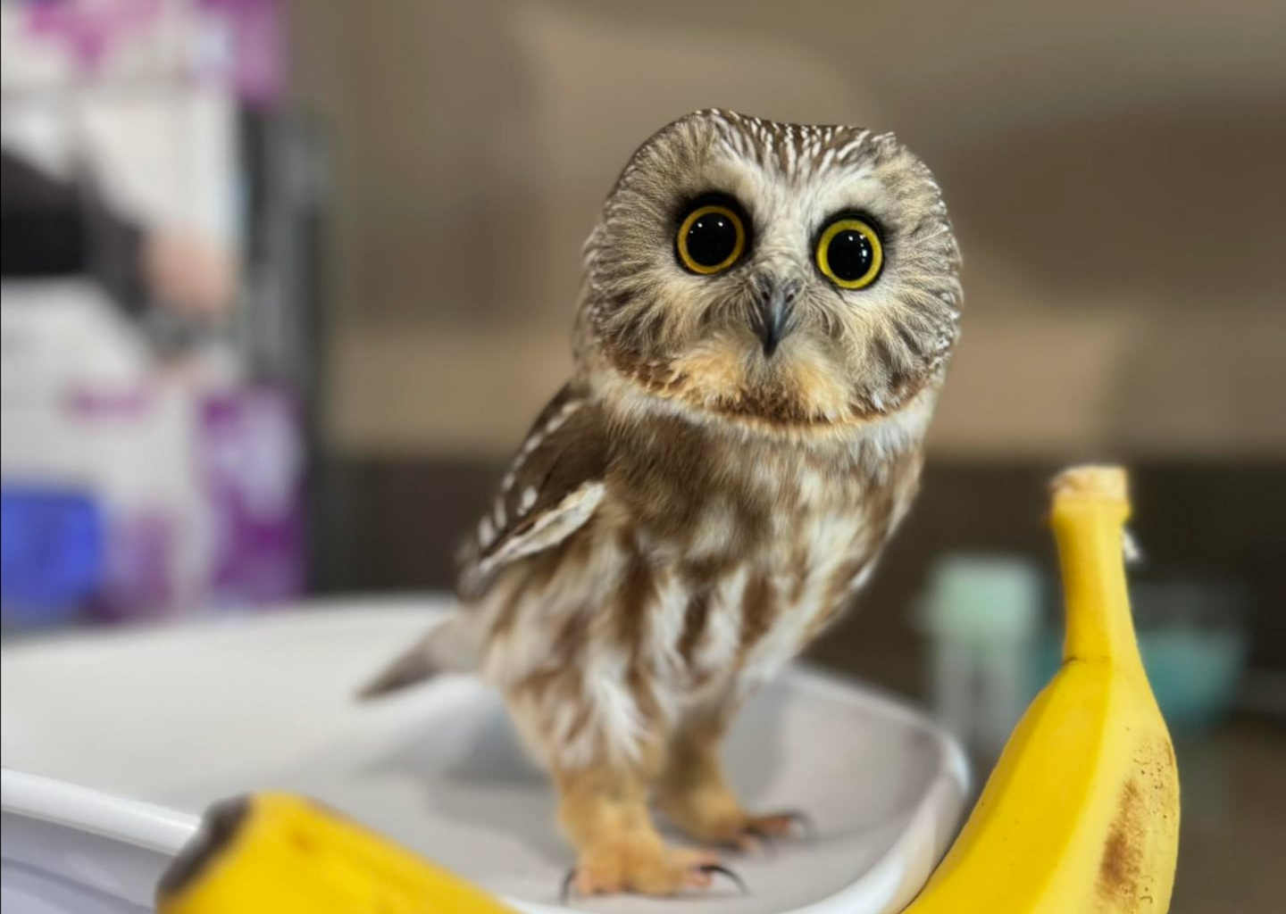 The saw-whet owl is the tiniest species in New England.