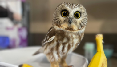 The saw-whet owl is the tiniest species in New England.