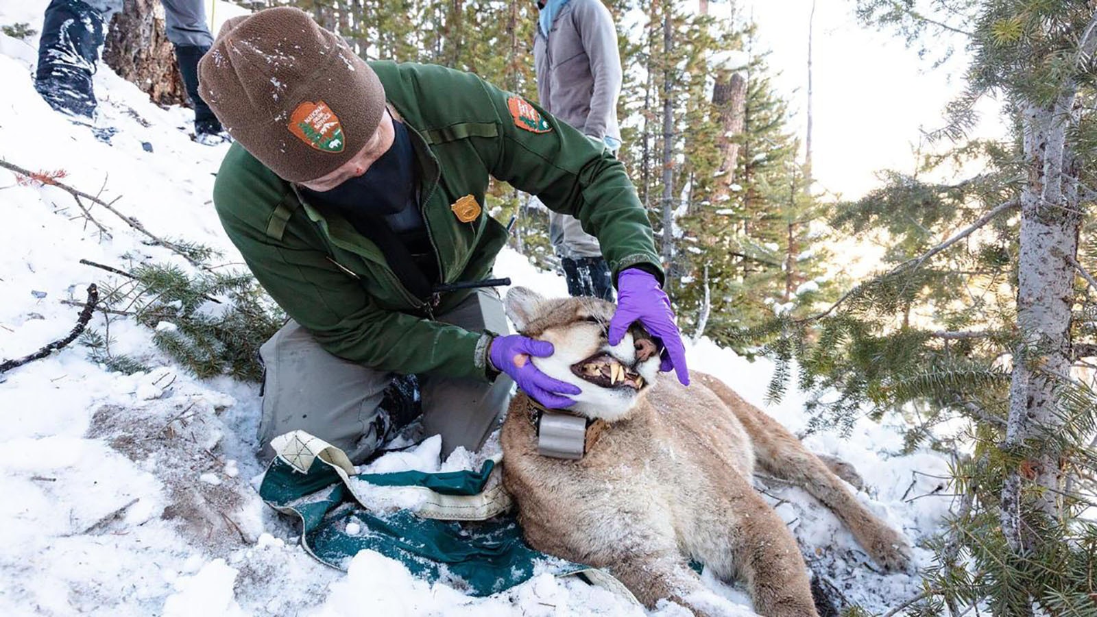 Dosing mountain lions with ketamine made it possible for researchers to capture them for deep-dive studies into how mountain lions and wolves interact in Yellowstone National Park.
