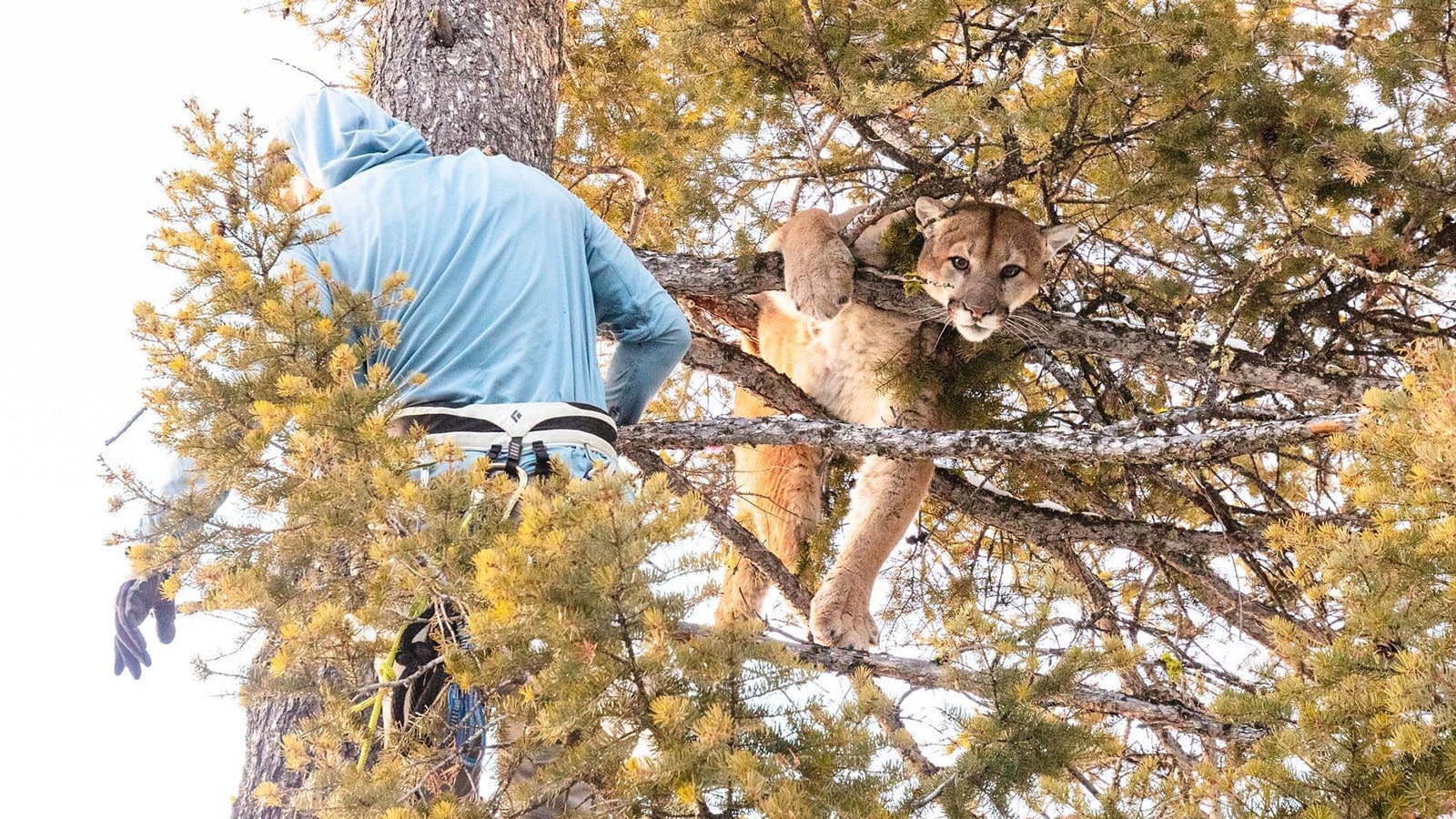 Mountain lion researcher Wesley Binder climbed into trees to put harnesses on mountain lions that were sedated with ketamine, but still wide awake. The harnessed mountain lions were lowered to the ground for examinations during research in Yellowstone National Park.