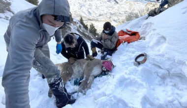 Cowboy State Daily logo