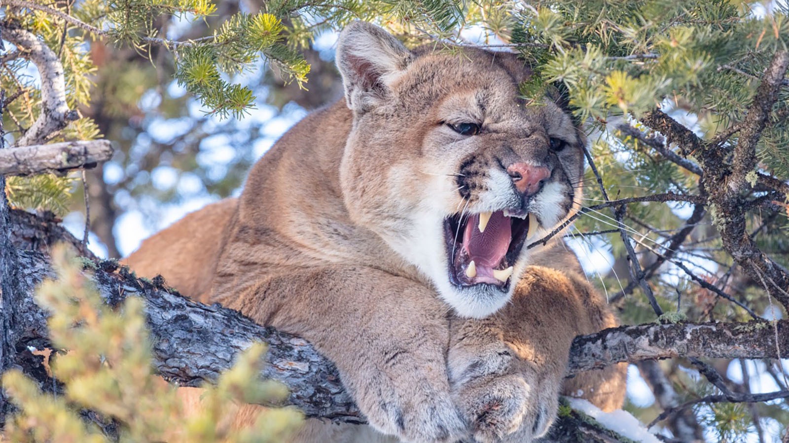 During a research project in Yellowstone National Park, mountain lions treed by hounds were given ketamine to sedate them but were still awake as they were put into harnesses and lowered to the ground.
