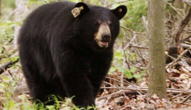 CT black bears are emerging from dens and they're hungry