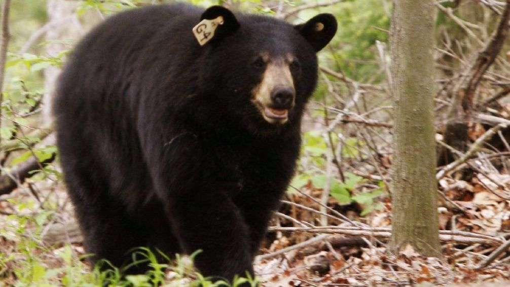 CT black bears are emerging from dens and they're hungry