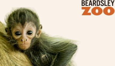 Zoo seeks public's help to name baby spider monkey