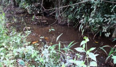 A Rare Bolivian Killifish Is Finally Seen Alive Again