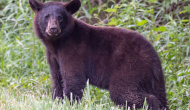 Yahoo lifestyle home