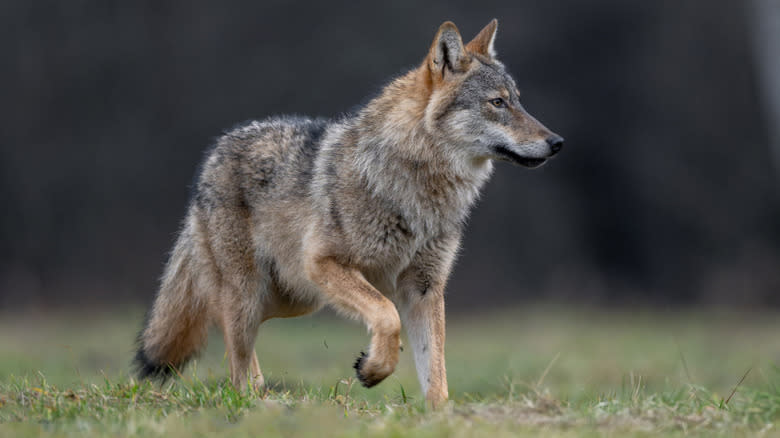 Gray wolf in meadow