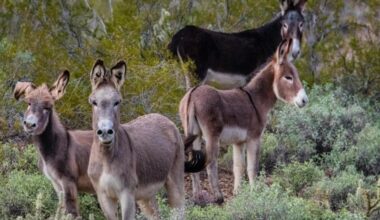 Plan approved to remove 'excess' burros from Lake Pleasant area