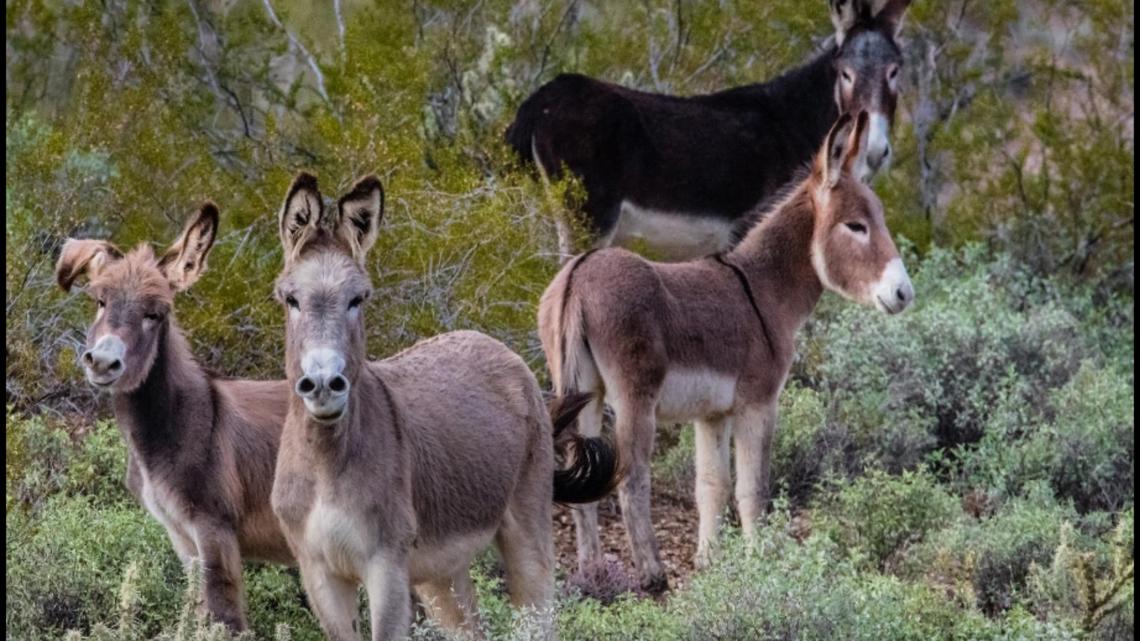 Plan approved to remove 'excess' burros from Lake Pleasant area