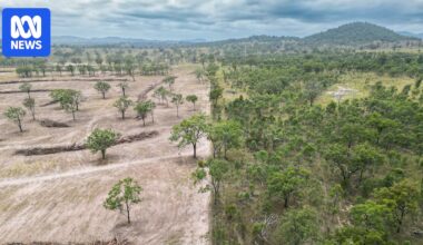 Koala habitat logged by farmers caught unaware of new environment laws