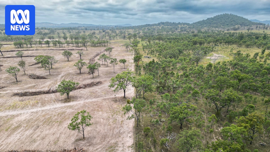 Koala habitat logged by farmers caught unaware of new environment laws