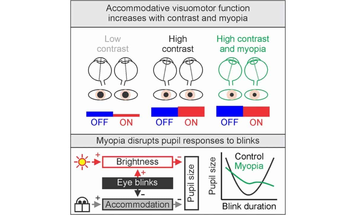 Accomodative Visuomotor Function Increases With Contrast And Myopia