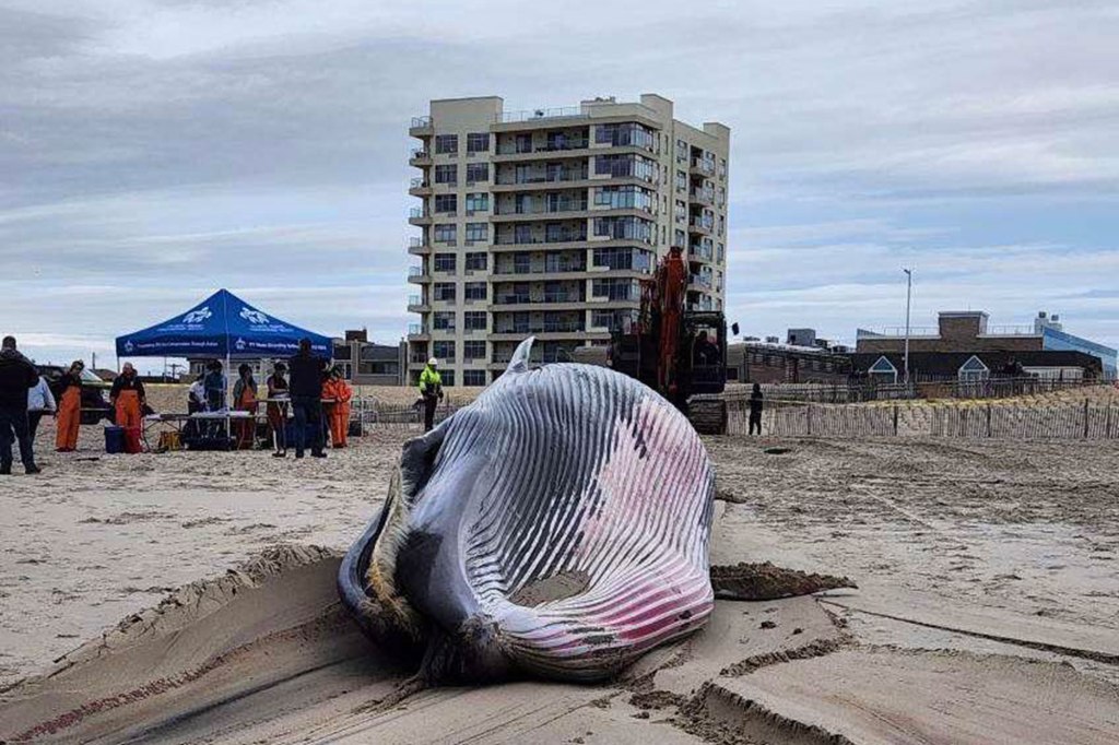 A dead whale lying on a beach