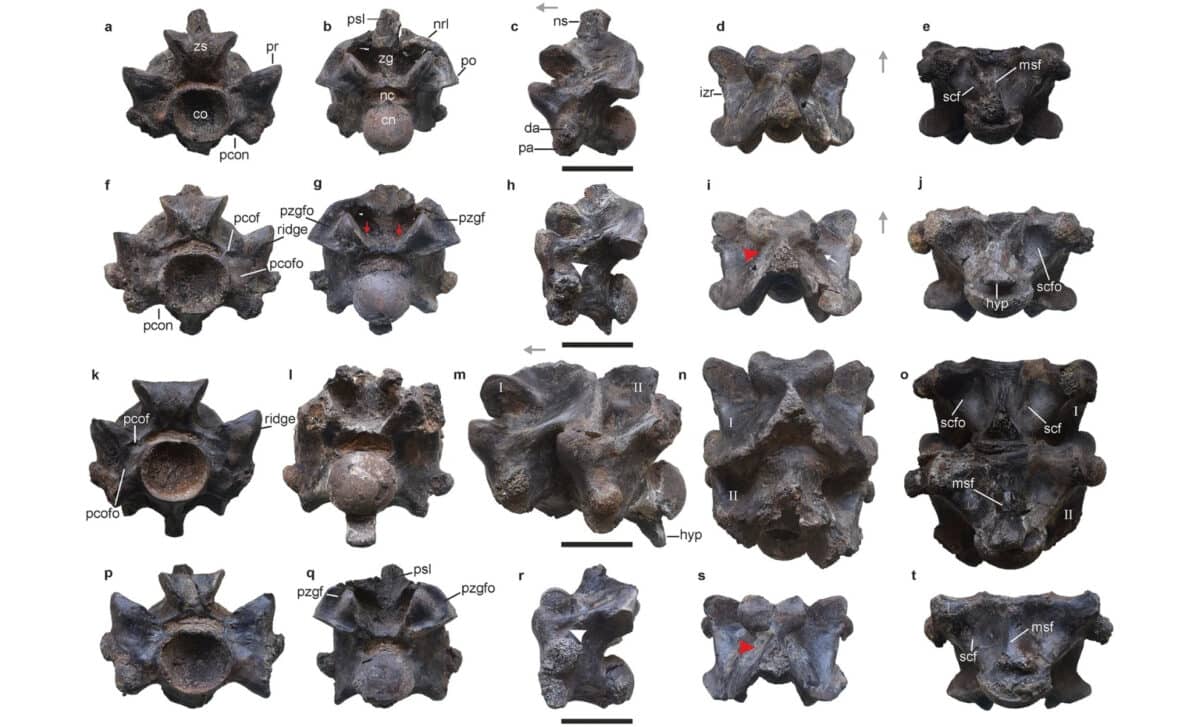 Anterior Trunk Vertebrae Of Vasuki Indicus
