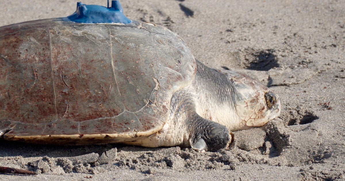 Amputee sea turtle being tracked at sea from space