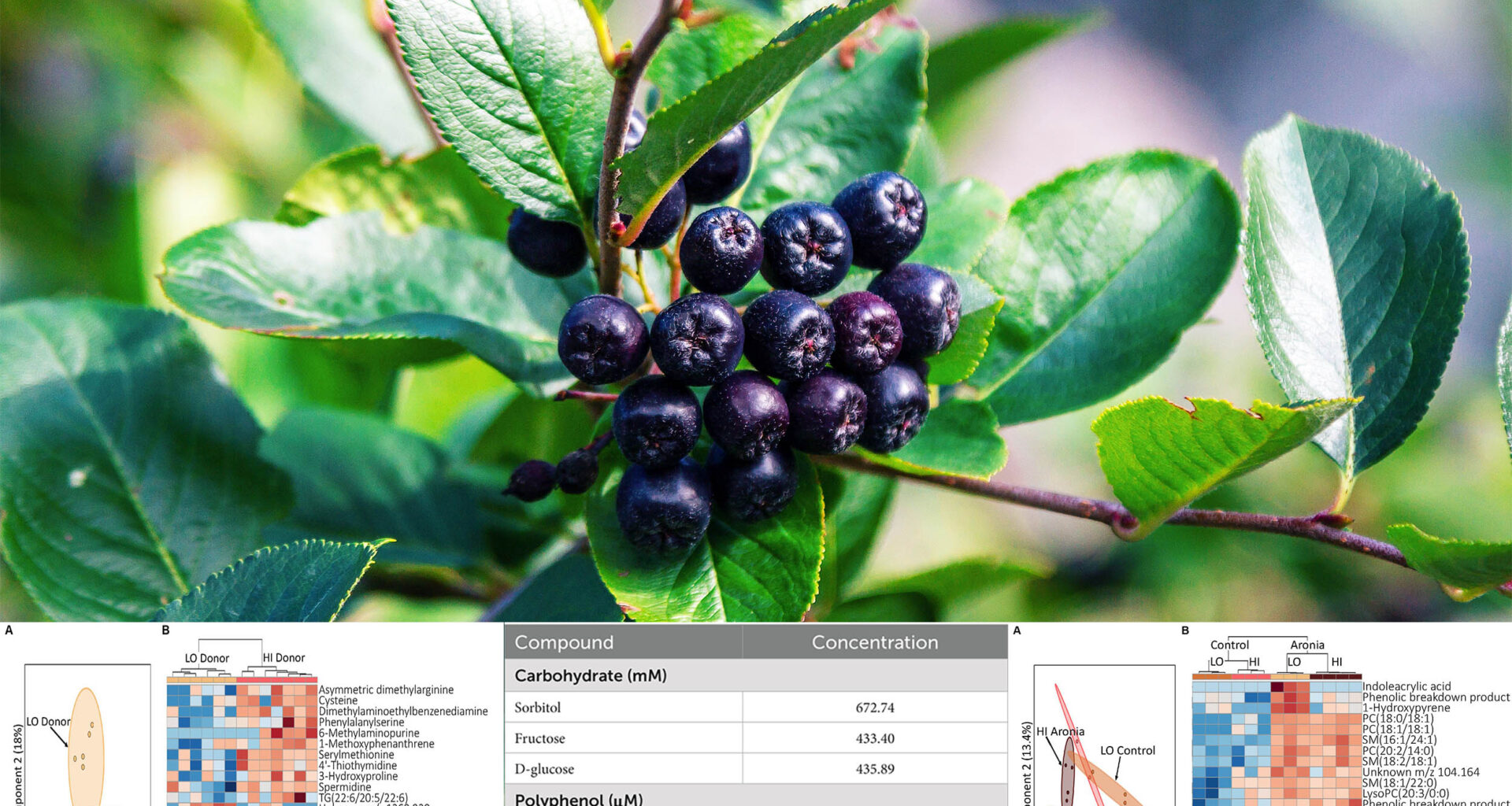 Vitamin-packed fruit called "black gold" lowers blood pressure