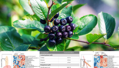 Vitamin-packed fruit called "black gold" lowers blood pressure