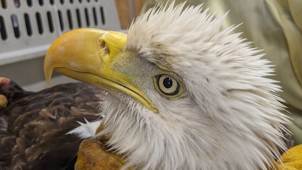 A bald eagle known to local wildlife watchers as “Maggie” was taken to the{ }Southwest Virginia Wildlife Center of Roanoke on Sunday, March 8. She sadly passed away the following day due to lead poisoning. (Southwest Virginia Wildlife Center of Roanoke﻿)