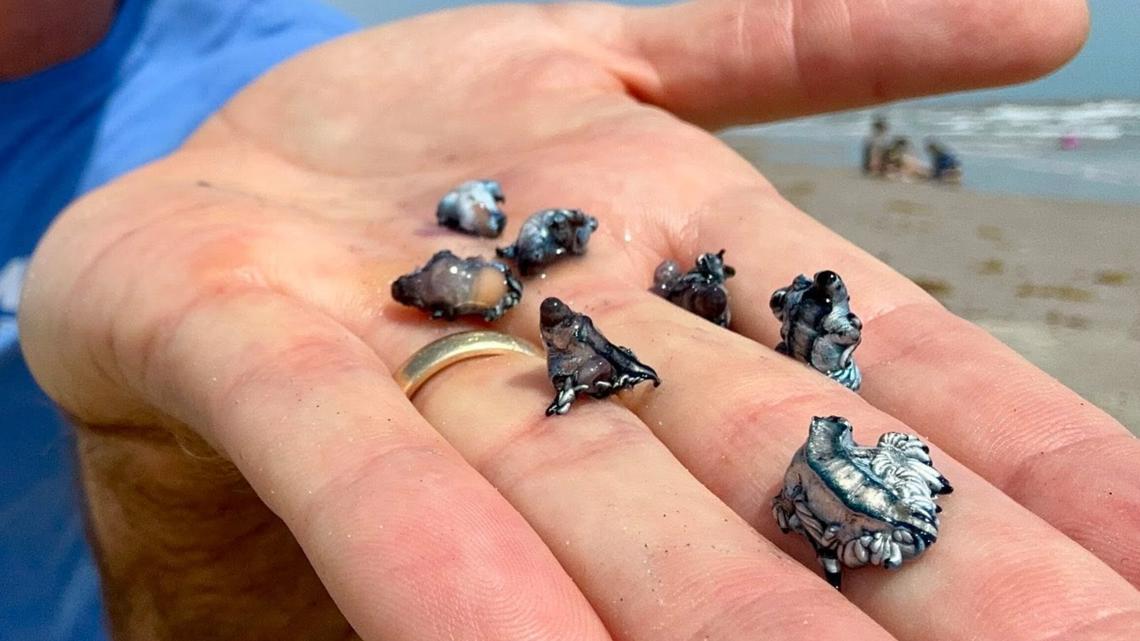 Tiny but dangerous: ‘Blue dragons’ washing up on Texas beaches, Harte Institute warns