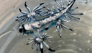 Blue dragons washing up on Texas beaches