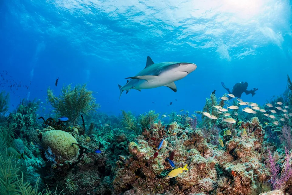 Traces of drugs were also discovered in Caribbean Reef Sharks by scientists (Getty Images/iStockphoto)