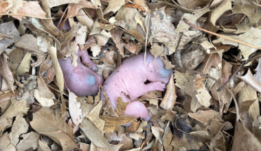 What to do when baby squirrels are born in your home