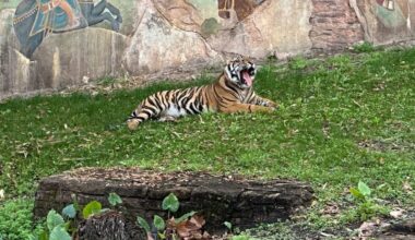 Guests can now see Bakso, who is named after an Indonesian meatball, lounging around the Maharajah Jungle Trek as a nearly grown-up tiger. Generally, at 18 months old, male Sumatran tigers usually depart the family to find their own territory.