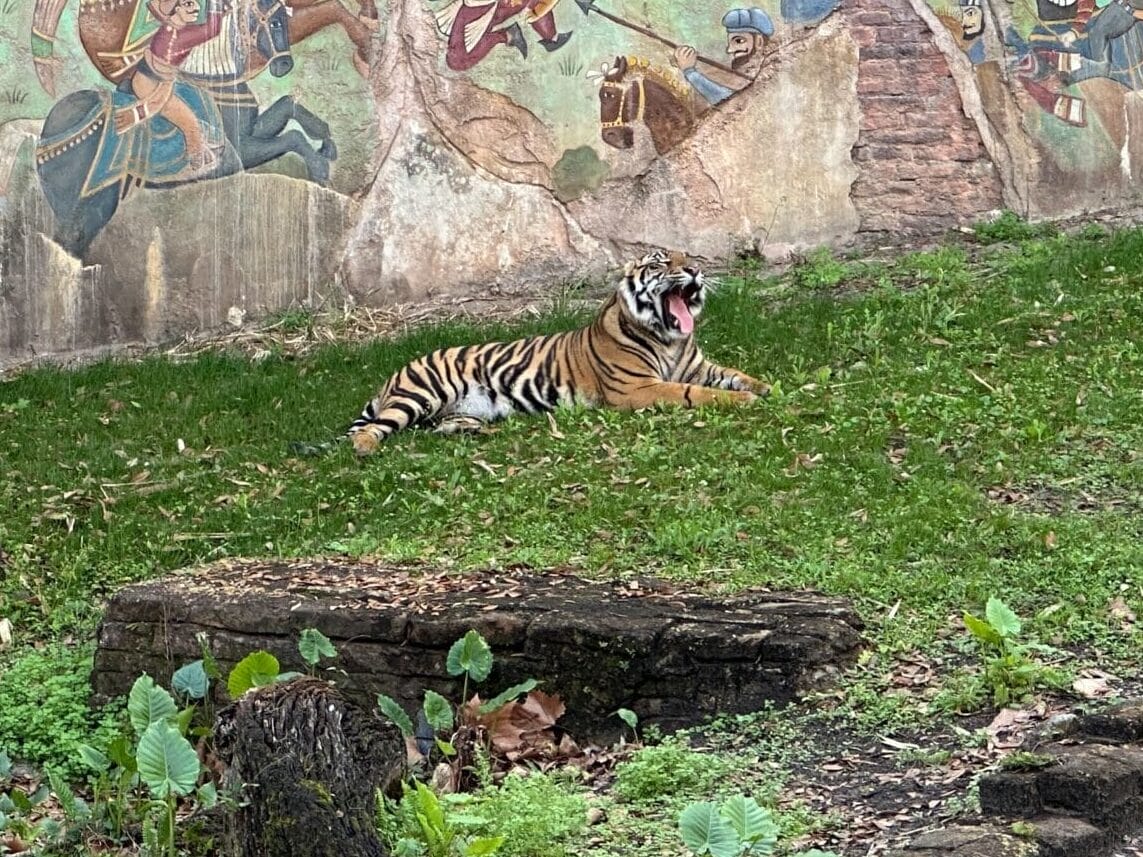 Guests can now see Bakso, who is named after an Indonesian meatball, lounging around the Maharajah Jungle Trek as a nearly grown-up tiger. Generally, at 18 months old, male Sumatran tigers usually depart the family to find their own territory.