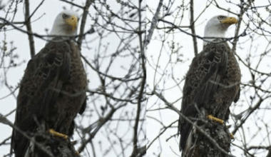 Bald Eagle spotted in Birmingham for first time since 2024