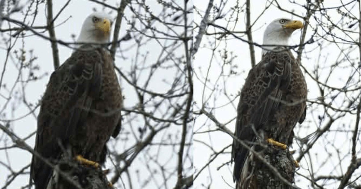Bald Eagle spotted in Birmingham for first time since 2024