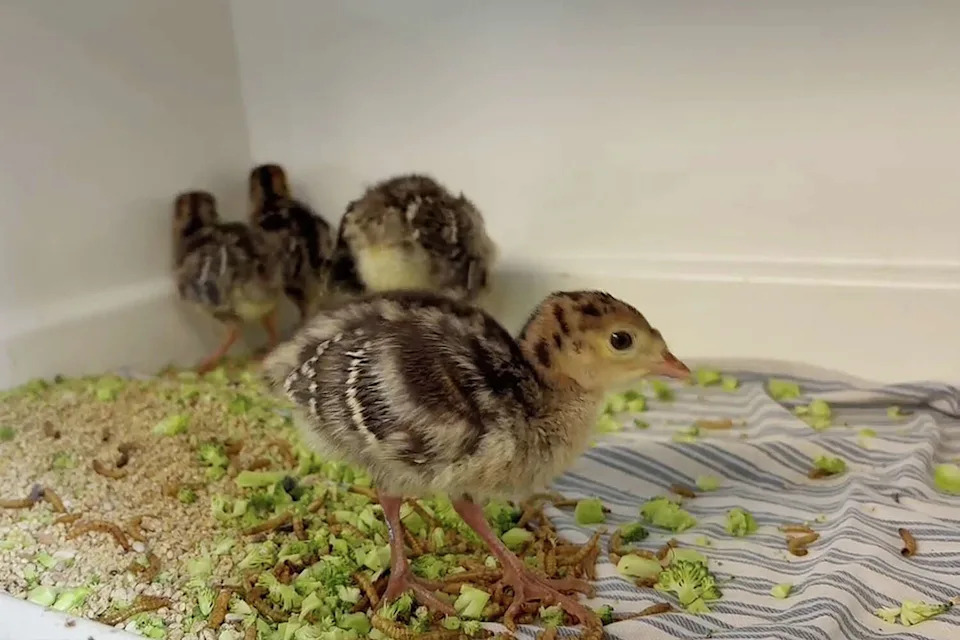 Baby turkeys, known as poults, at WildCare in San Rafael, Calif. (Courtesy of WildCare)